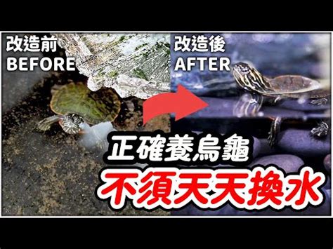 烏龜不上岸|【烏龜不上岸】烏龜不上岸？新手照護大哉問，解決方法看這裡！。